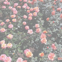 Lovewell - Around the Flowers